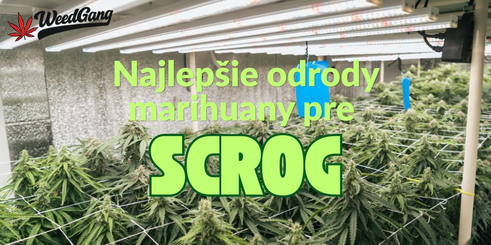 Najlepšie odrody marihuany pre SCROG