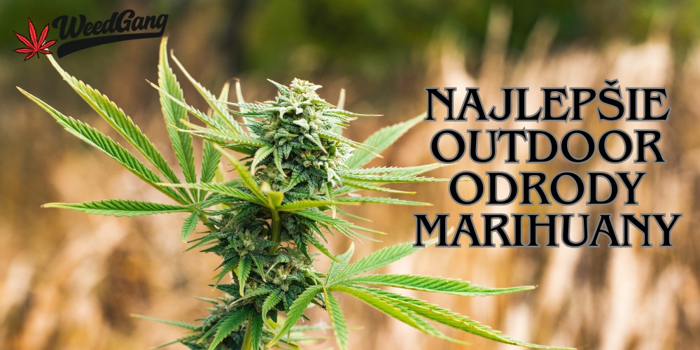 Najlepšie outdoor odrody marihuany