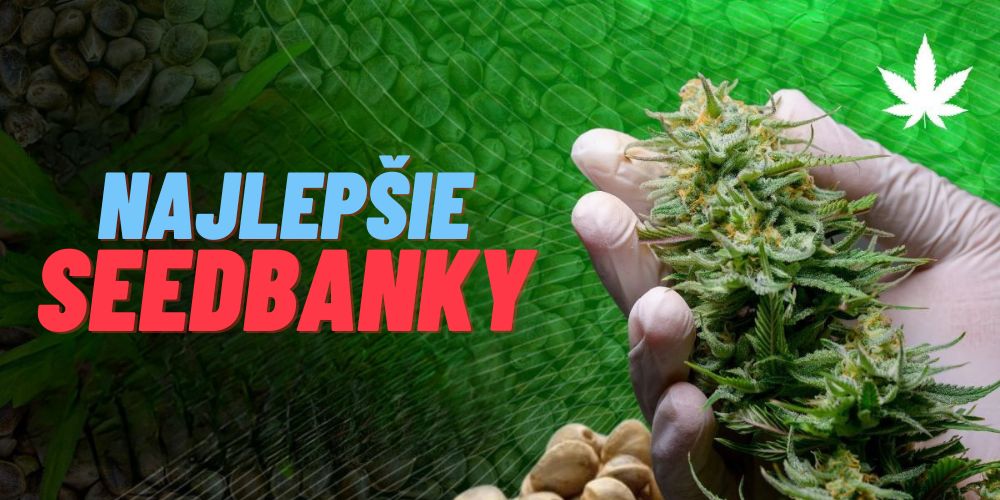 Seedbanky: Čo sú to a ako si vybrať tú najlepšiu?