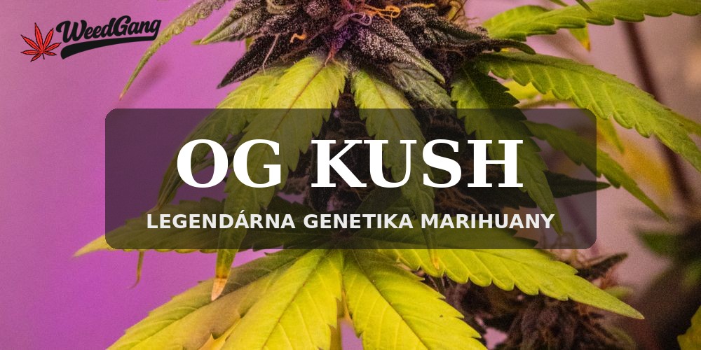 OG Kush – legendárna genetika marihuany