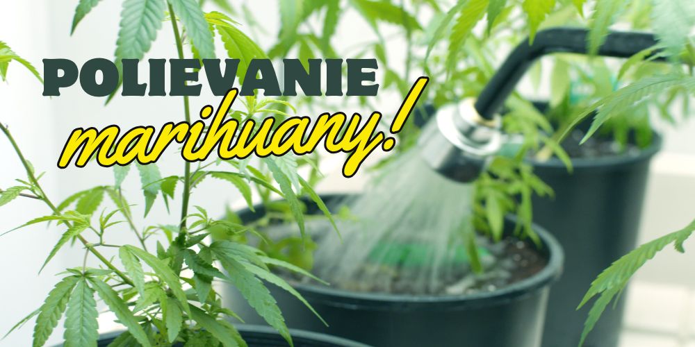 Ako často polievať marihuanu pri pestovaní vonku