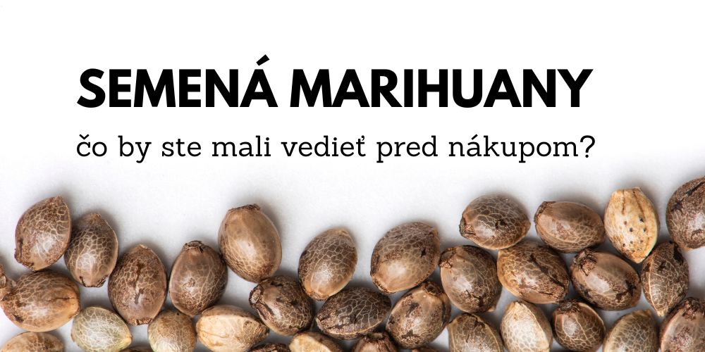 Semená marihuany – čo by ste mali vedieť pred nákupom?