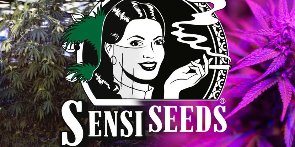 Sensi Seeds – história, kvalita a najobľúbenejšie odrody
