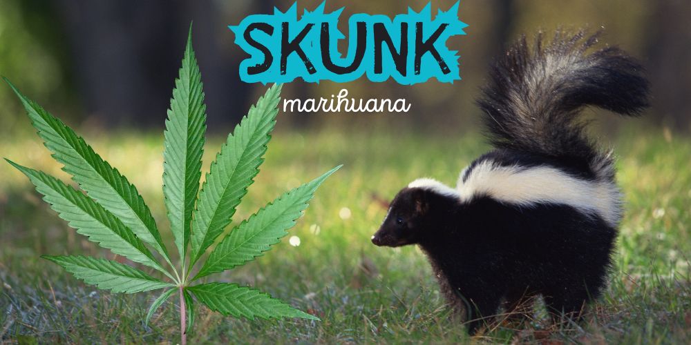 Skunk – klasická genetika marihuany s typickým účinkom