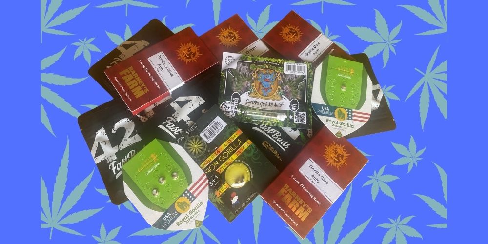 Semená marihuany ako originálny darček pre mužov aj známych