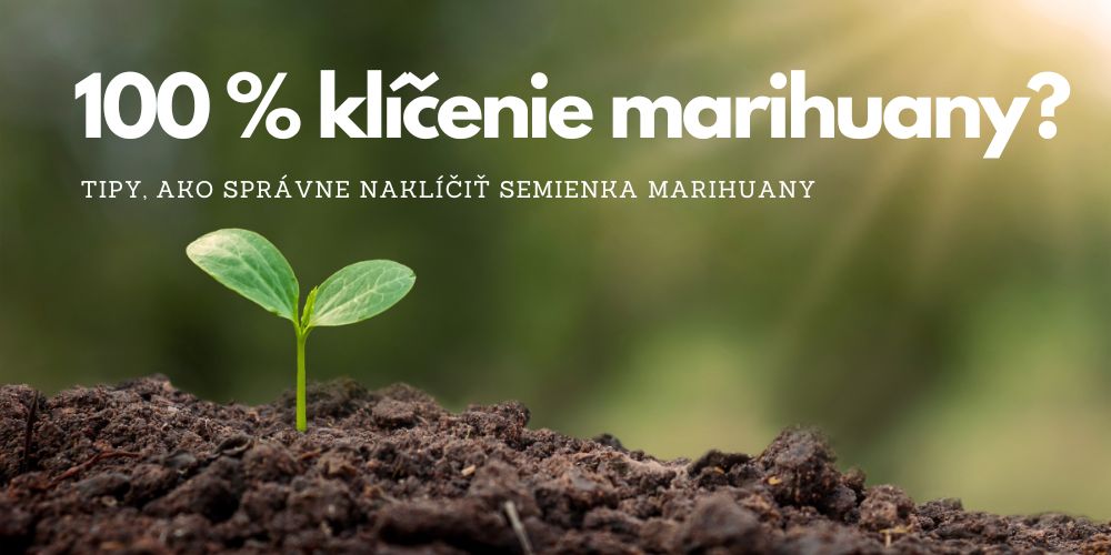 Ako dosiahnuť 100 % vyklíčenie semien marihuany