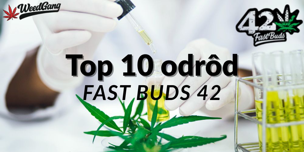 TOP 10 Fast Buds odrôd – najobľúbenejšie autoflower semená (2025)