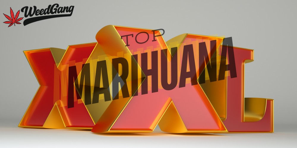 TOP XXL výnosné odrody marihuany