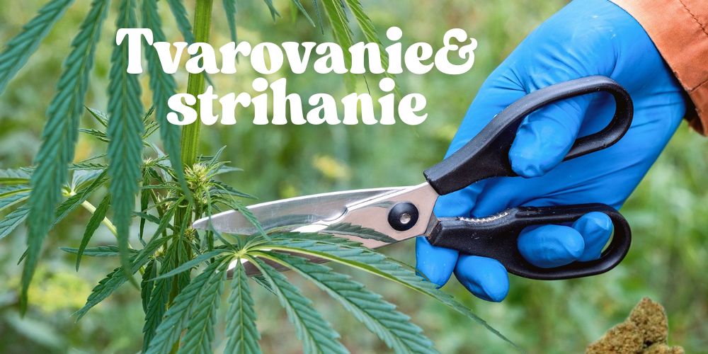 Tvarovanie marihuany – Ako správne prerezávať pre zdravý rast a vyšší výnos