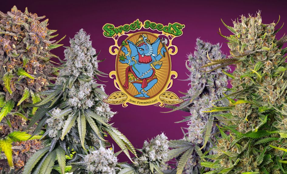 Sweet seeds seedbank