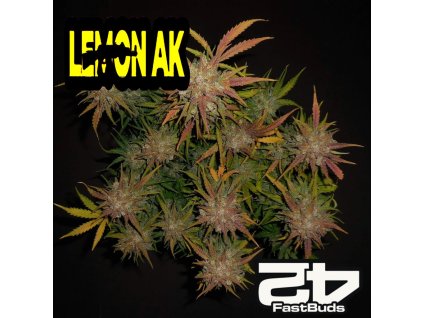 Lemon Ak Auto Fast Buds 1