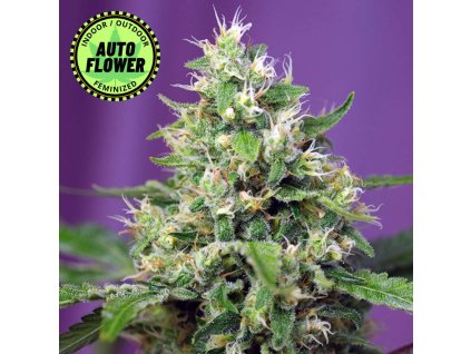 Na obrázku je pohľad na rastlinu konope vyrastenú zo semena konope Sweet Amnesia Haze XL Auto SWS 1