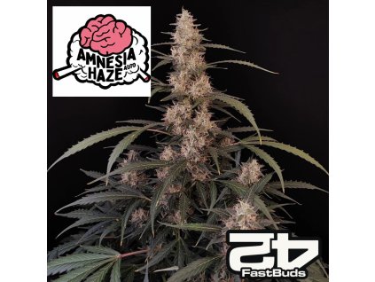 Amnesia Haze Auto Fast buds 1