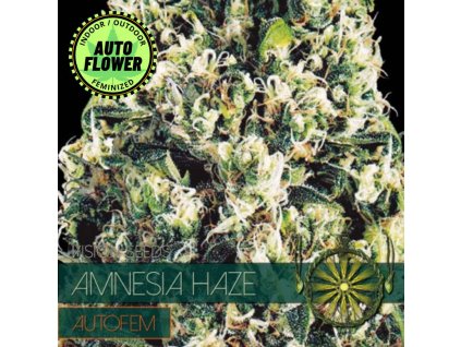 Na obrázku je pohľad na rastlinu konope vyrastenú zo semena konope Amnesia Haze Auto VS 1