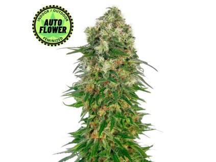 Na obrázku je pohľad na rastlinu konope vyrastenú zo semena konope Shiva Skunk Automatic SS 1