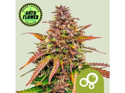 Na obrázku je pohľad na rastlinu konope vyrastenú zo semena konope Bubble Kush Auto RQ 1