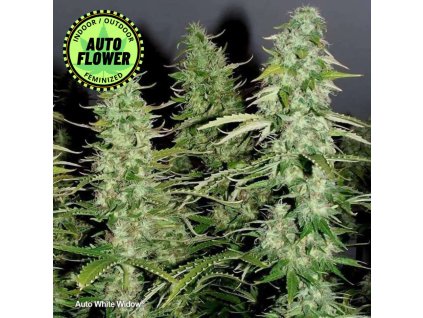 Na obrázku je pohľad na rastlinu konope vyrastenú zo semena konope Auto White Widow DP 1