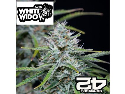Original White Widow Auto Fast Buds