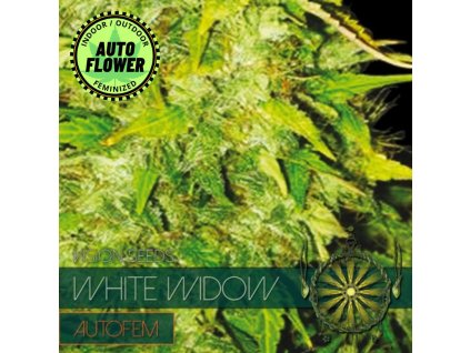 Na obrázku je pohľad na rastlinu konope vyrastenú zo semena konope White Widow Auto VS 1