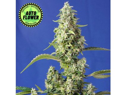 Na obrázku je pohľad na rastlinu konope vyrastenú zo semena konopeGorilla Girl XL Auto SWS 1