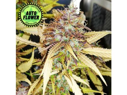 Na obrázku je pohľad na rastlinu konope vyrastenú zo semena konope Gorilla Cookies Auto FB 1