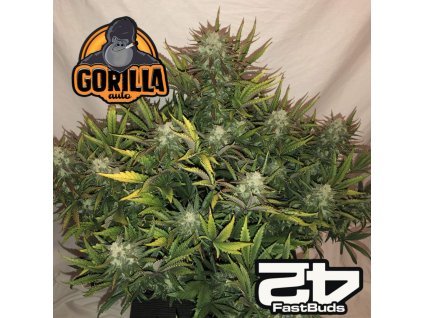 Gorilla Auto Fast Buds 1