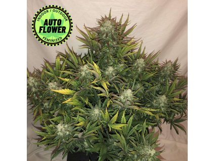 Na obrázku je pohľad na rastlinu konope vyrastenú zo semena konope Gorilla Auto FB 1