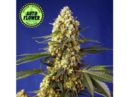 Na obrázku je pohľad na rastlinu konope vyrastenú zo semena konope Strawberry Banana Gelato XL Auto SWS 1