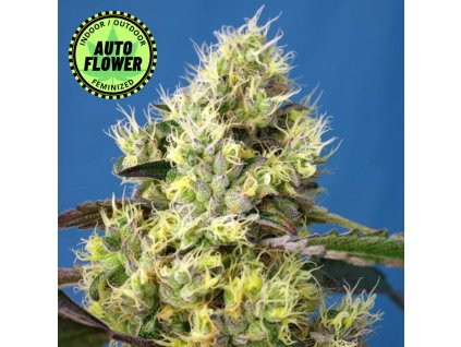 Na obrázku je pohľad na rastlinu konope vyrastenú zo semena konope Sweet Gelato Auto SWS 1