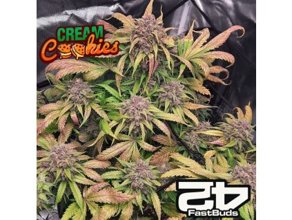 Cream Cookies Auto Fast Buds 1