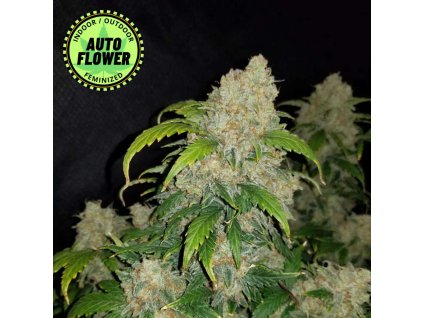 Na obrázku je pohľad na rastlinu konope vyrastenú zo semena konope Zkittlez Auto FB 1