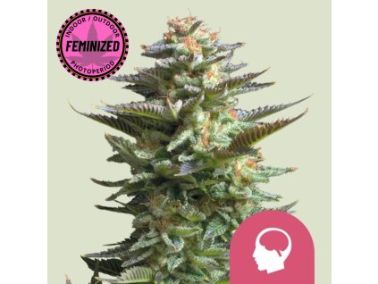 Na obrázku je zobrazená raslina marihuany Amnesia haze RQS FEM na jemne zelenom pozadí