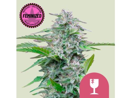 Na obrázku je zobrazená raslina marihuany Critical FEM RQS na jemne zelenom pozadí