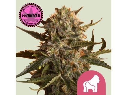 Na obrázku je zobrazená raslina marihuany Mother Gorilla FEM RQS na jemne zelenom pozadí