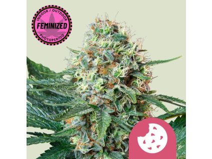 Na obrázku je zobrazená raslina marihuany Royal Cookies FEM RQS na jemne zelenom pozadí