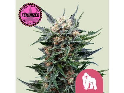 Na obrázku je zobrazená raslina marihuany Royal Gorilla FEM RQS na jemne zelenom pozadí