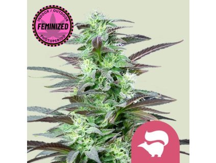 Na obrázku je zobrazená raslina marihuany Skunk XL FEM RQS na jemne zelenom pozadí