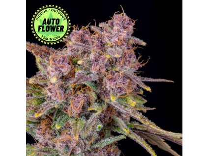 Gorilla punch auto - semienka marihuany. Na obrazku je krásny kvet tejto odrody v jemne ružovej farbe