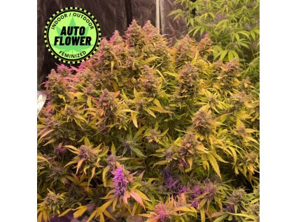 Strawberry Banana Auto Fast Buds - na obrázku je rozkvitnutá rastlina v krásnych farbách1