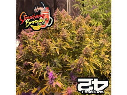 Strawberry Banana Auto Fast Buds