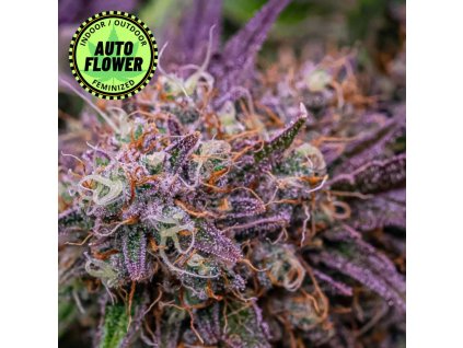 Banana Purple Punch Auto od Fast Buds 420 - na obrázku krásna fialová rozkvitnutá rastlinka