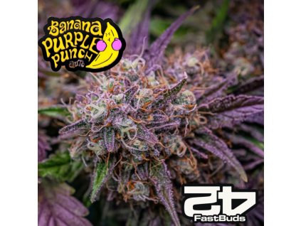 Banana Purple Punch Fast Buds autoflower seeds 1