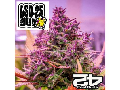 LSD 25 Auto Fast Buds 11