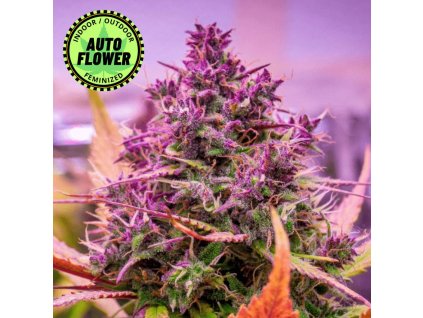 LSD 25 Auto Fast Buds 420 - krásna fialová rastlina v rozkvitnutom stave