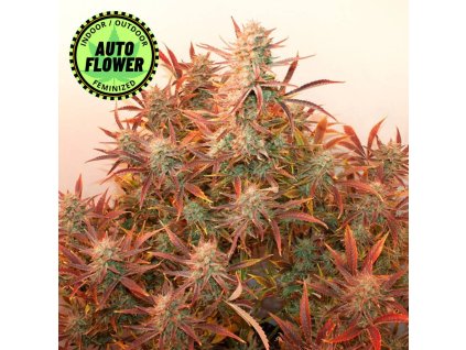 auto banana blaze Dutch Passion 1