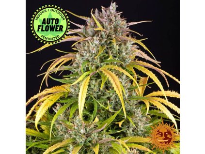 LSD Auto Barneys Farm 1