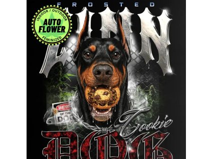 Frosted Zinn x Cookie Dog Auto Barney's Farm