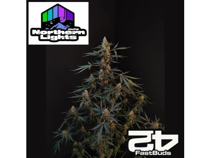 Northern Lights Auto Gastbuds 1