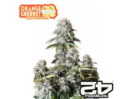 Orange Sherbet FF Fastbuds 1