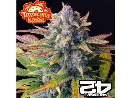 Tropicana Cookies FF fastbuds 1